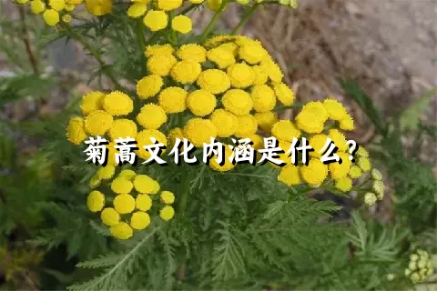 菊蒿文化内涵是什么？