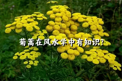 菊蒿在风水学中有知识？