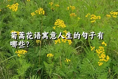 菊蒿花语寓意人生的句子有哪些？