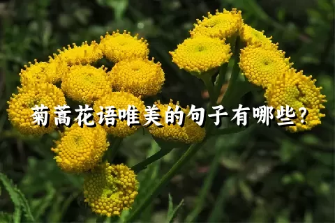 菊蒿花语唯美的句子有哪些？