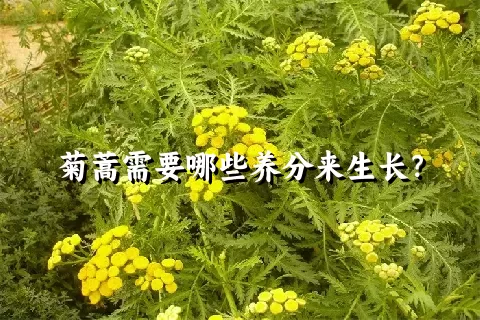 菊蒿需要哪些养分来生长？