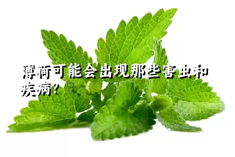 薄荷可能会出现那些害虫和疾病？