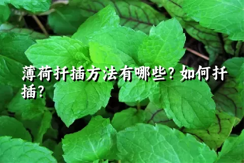 薄荷扦插方法有哪些？如何扦插？