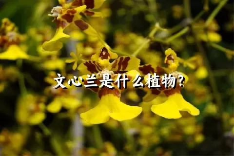 文心兰是什么植物？