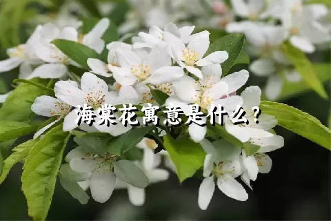 海棠花寓意是什么？
