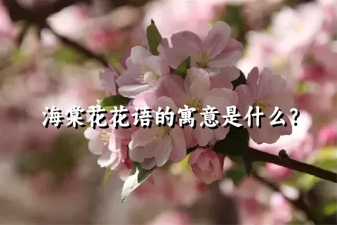 海棠花花语的寓意是什么？