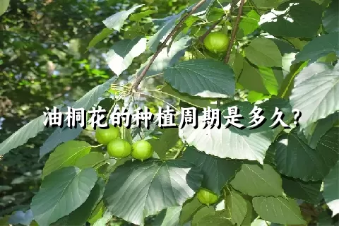 油桐花的种植周期是多久？