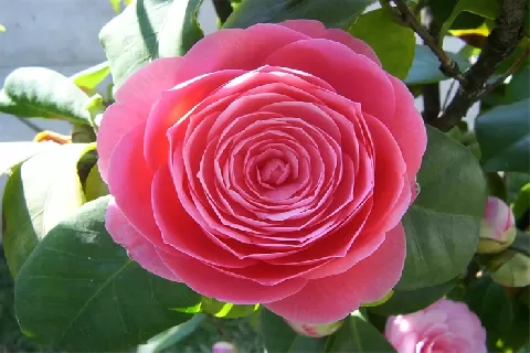 山茶花