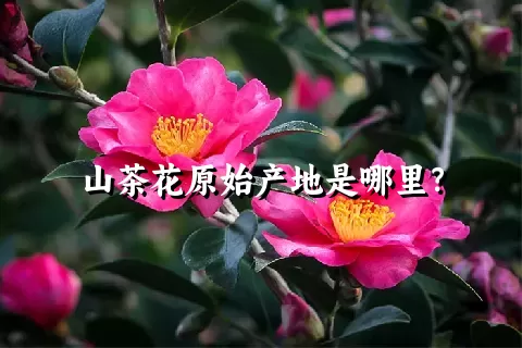山茶花原始产地是哪里？