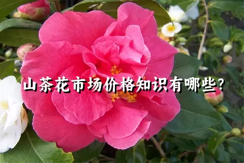 山茶花市场价格知识有哪些？