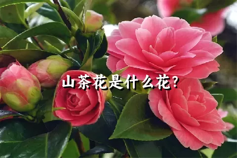 山茶花是什么花？