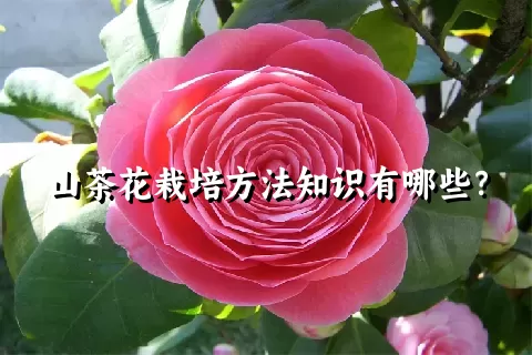 山茶花栽培方法知识有哪些？