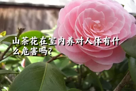 山茶花在室内养对人体有什么危害吗？