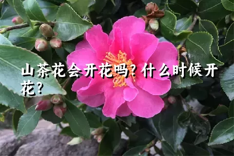 山茶花会开花吗？什么时候开花？