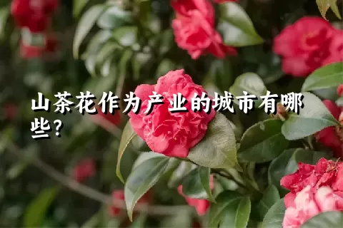 山茶花作为产业的城市有哪些？