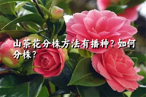 山茶花分株方法有播种？如何分株？