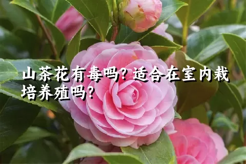 山茶花有毒吗？适合在室内栽培养殖吗？