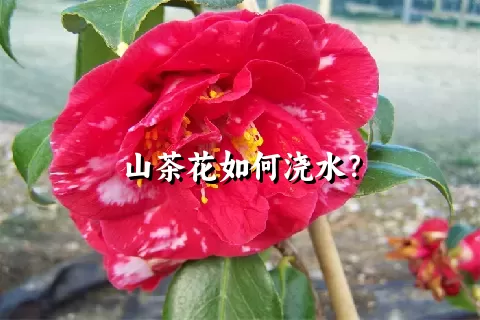 山茶花如何浇水？