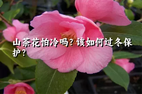 山茶花怕冷吗？该如何过冬保护？