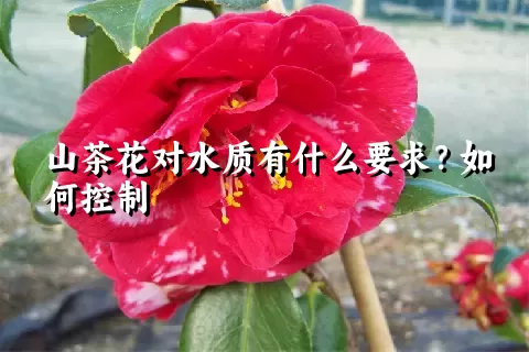 山茶花对水质有什么要求？如何控制