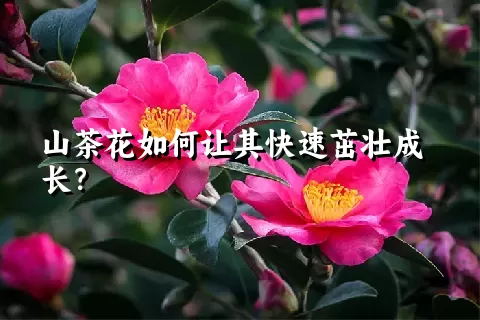 山茶花如何让其快速茁壮成长？