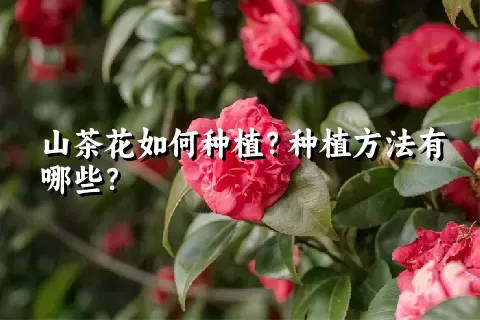 山茶花如何种植？种植方法有哪些？