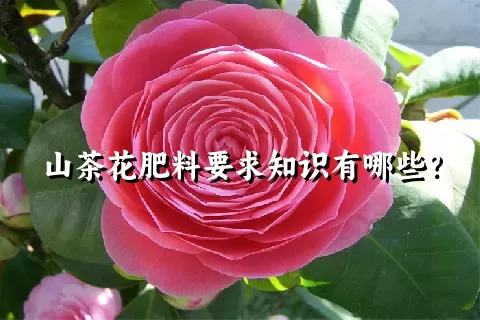 山茶花肥料要求知识有哪些？