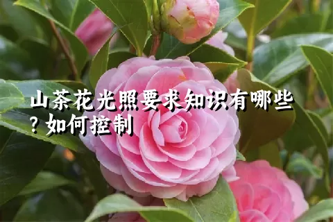 山茶花光照要求知识有哪些？如何控制