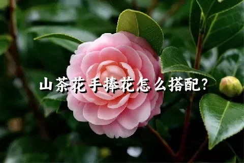 山茶花手捧花怎么搭配？
