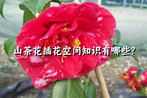 山茶花插花空间知识有哪些？