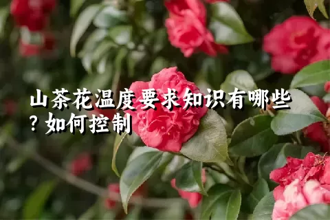 山茶花温度要求知识有哪些？如何控制