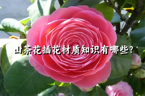 山茶花插花材质知识有哪些？