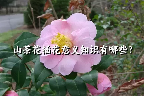 山茶花插花意义知识有哪些？