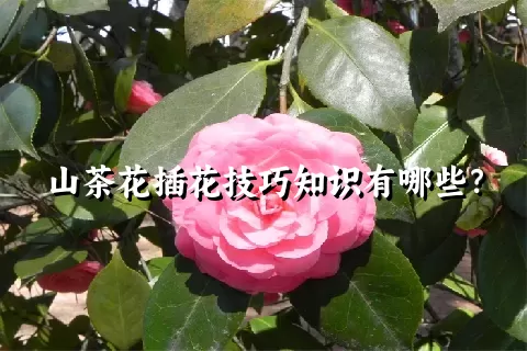 山茶花插花技巧知识有哪些？