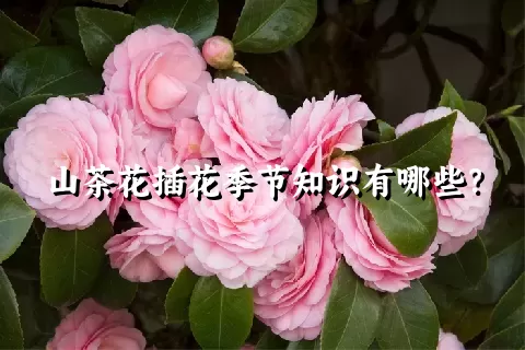 山茶花插花季节知识有哪些？
