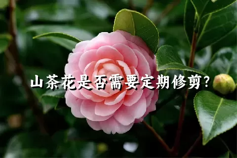 山茶花是否需要定期修剪？