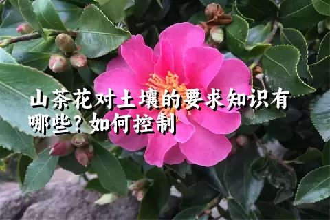 山茶花对土壤的要求知识有哪些？如何控制