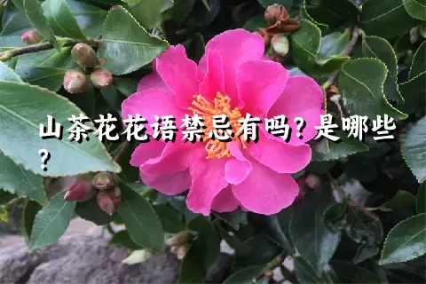 山茶花花语禁忌有吗？是哪些？