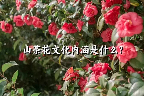 山茶花文化内涵是什么？