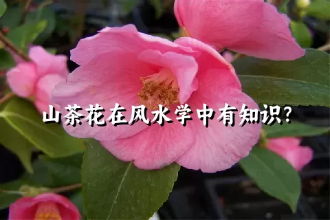 山茶花在风水学中有知识？