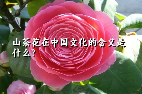 山茶花在中国文化的含义是什么？
