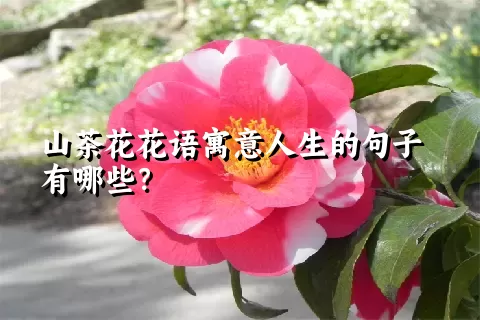 山茶花花语寓意人生的句子有哪些？