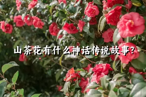山茶花有什么神话传说故事？