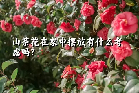 山茶花在家中摆放有什么考虑吗？