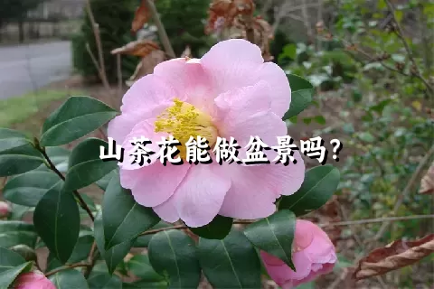 山茶花能做盆景吗？