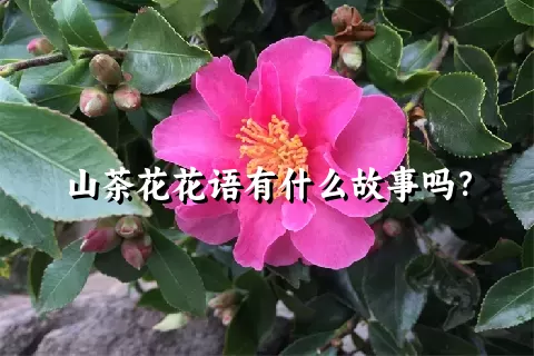 山茶花花语有什么故事吗？