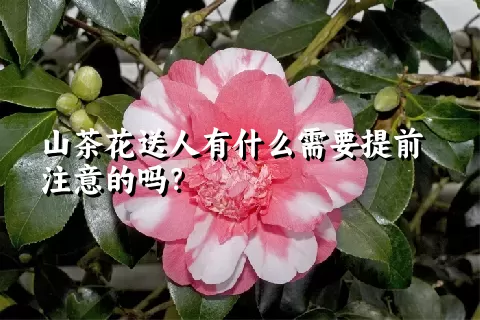 山茶花送人有什么需要提前注意的吗？