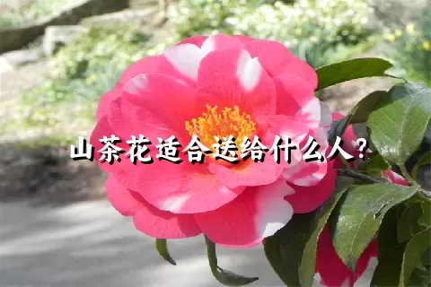 山茶花适合送给什么人？