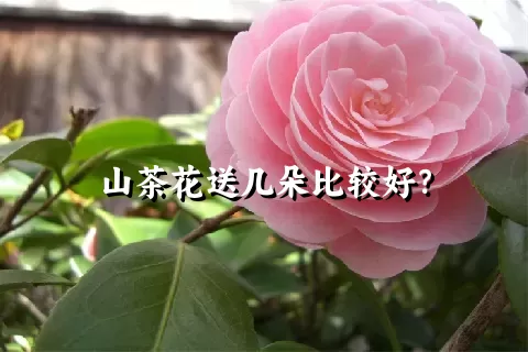 山茶花送几朵比较好？