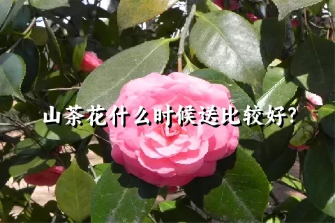 山茶花什么时候送比较好？
